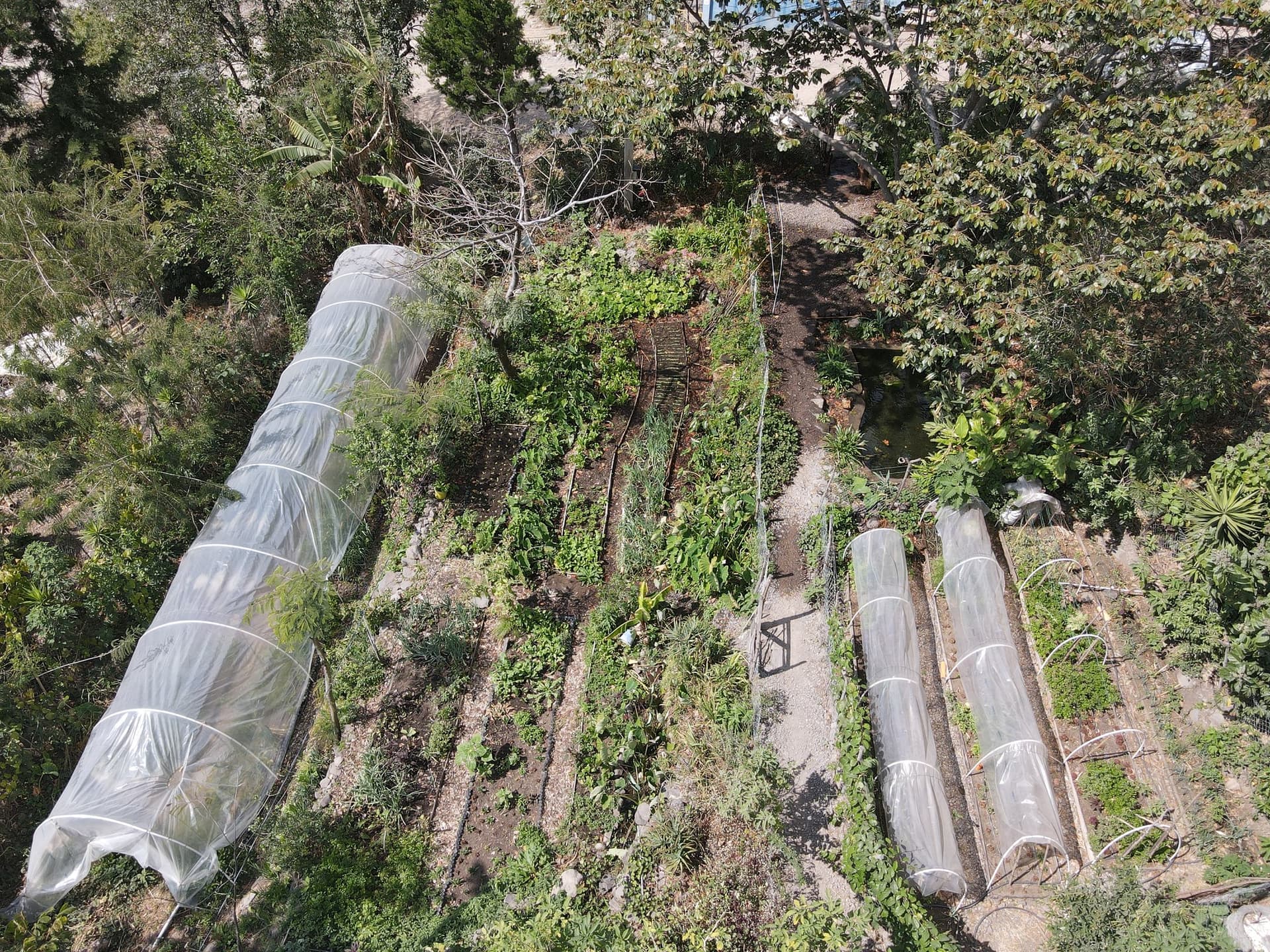 The growing beds at Granja Tz’ikin from above — polytunnels, contour-planted rows and the pond at the top of the slope