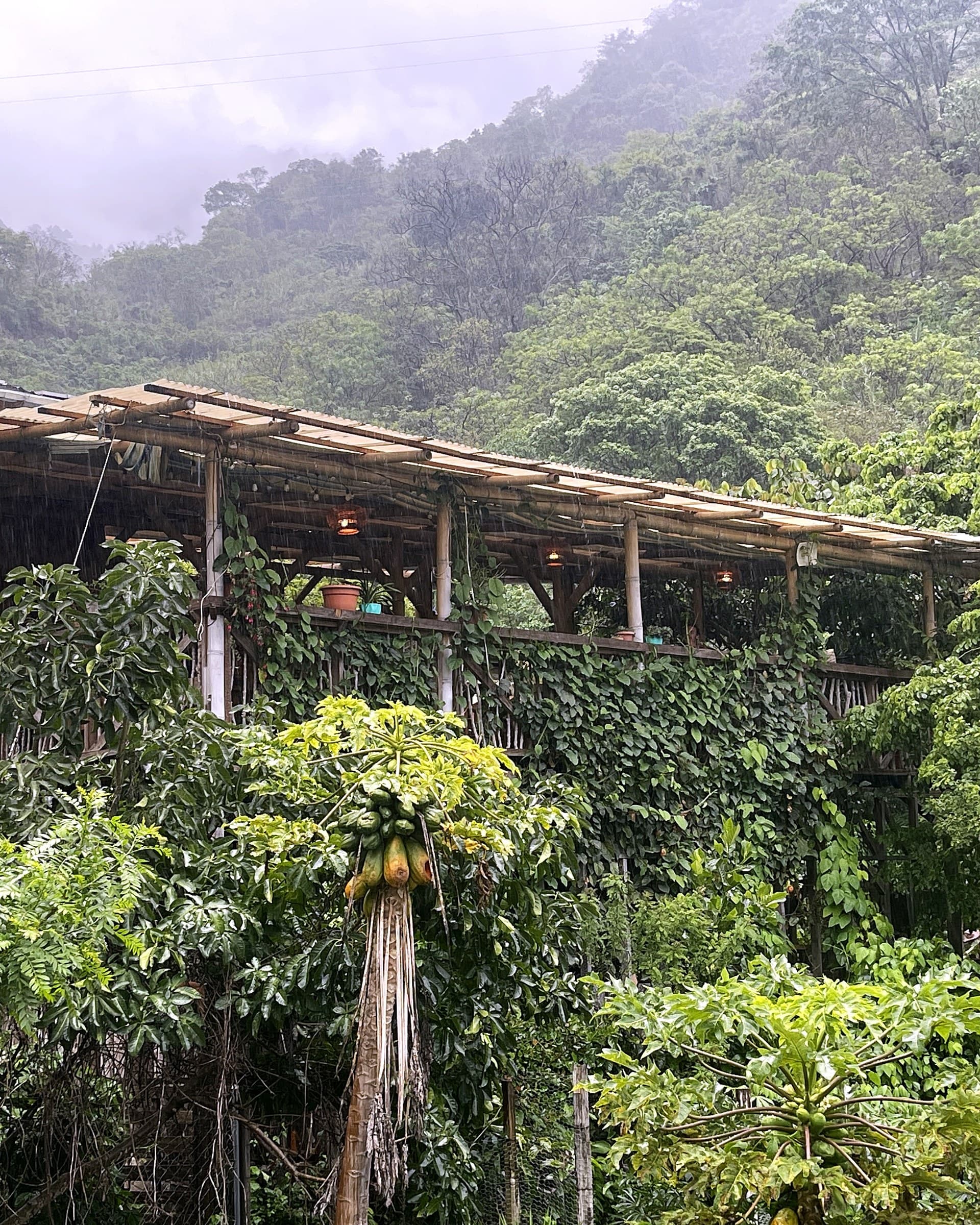 Rain falling through the bamboo ramada at Granja Tz’ikin, a papaya heavy with fruit in the foreground