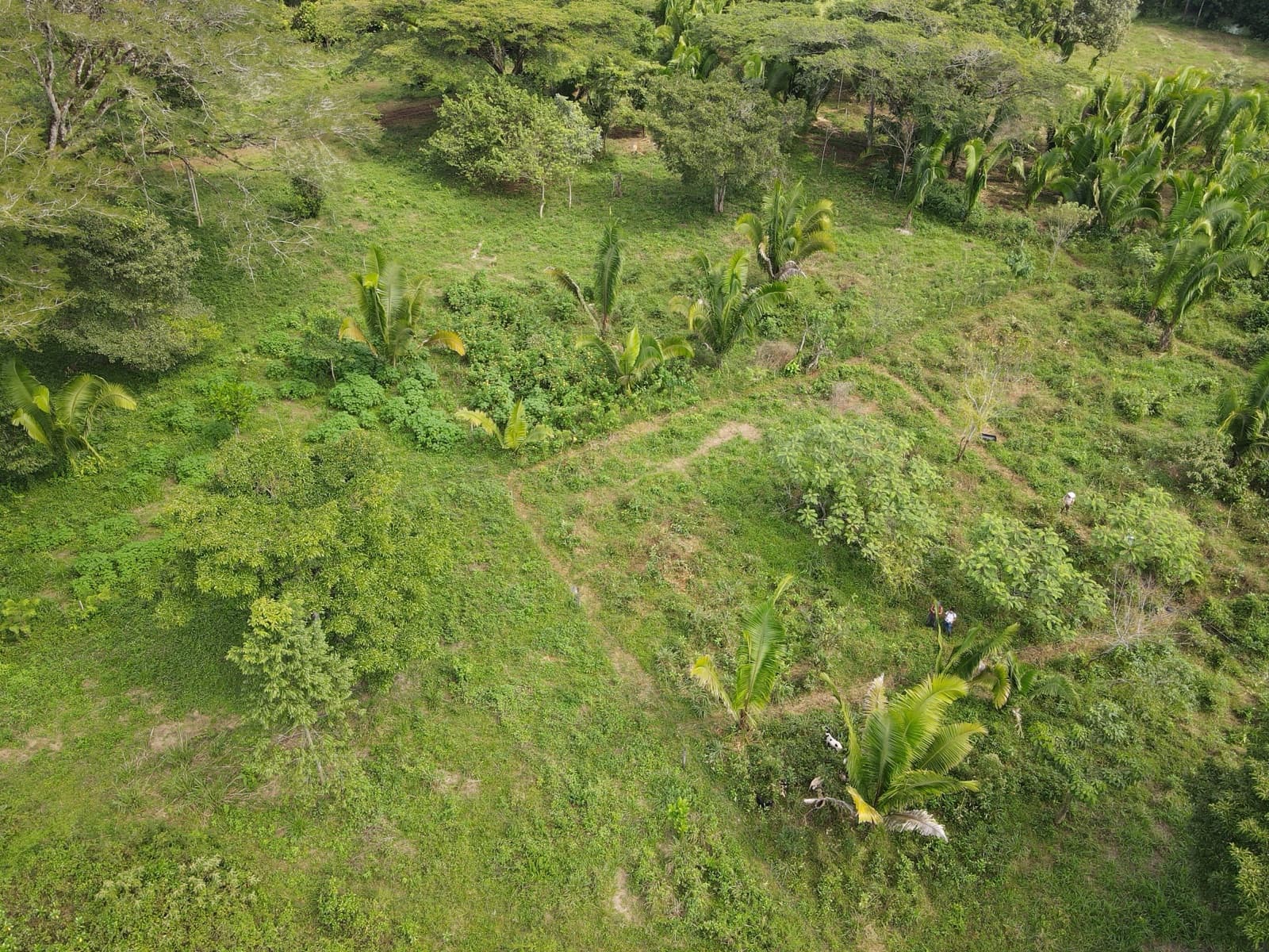 Aerial view of El Chahal — a diverse tropical planting of fruit trees and palms across the parcel