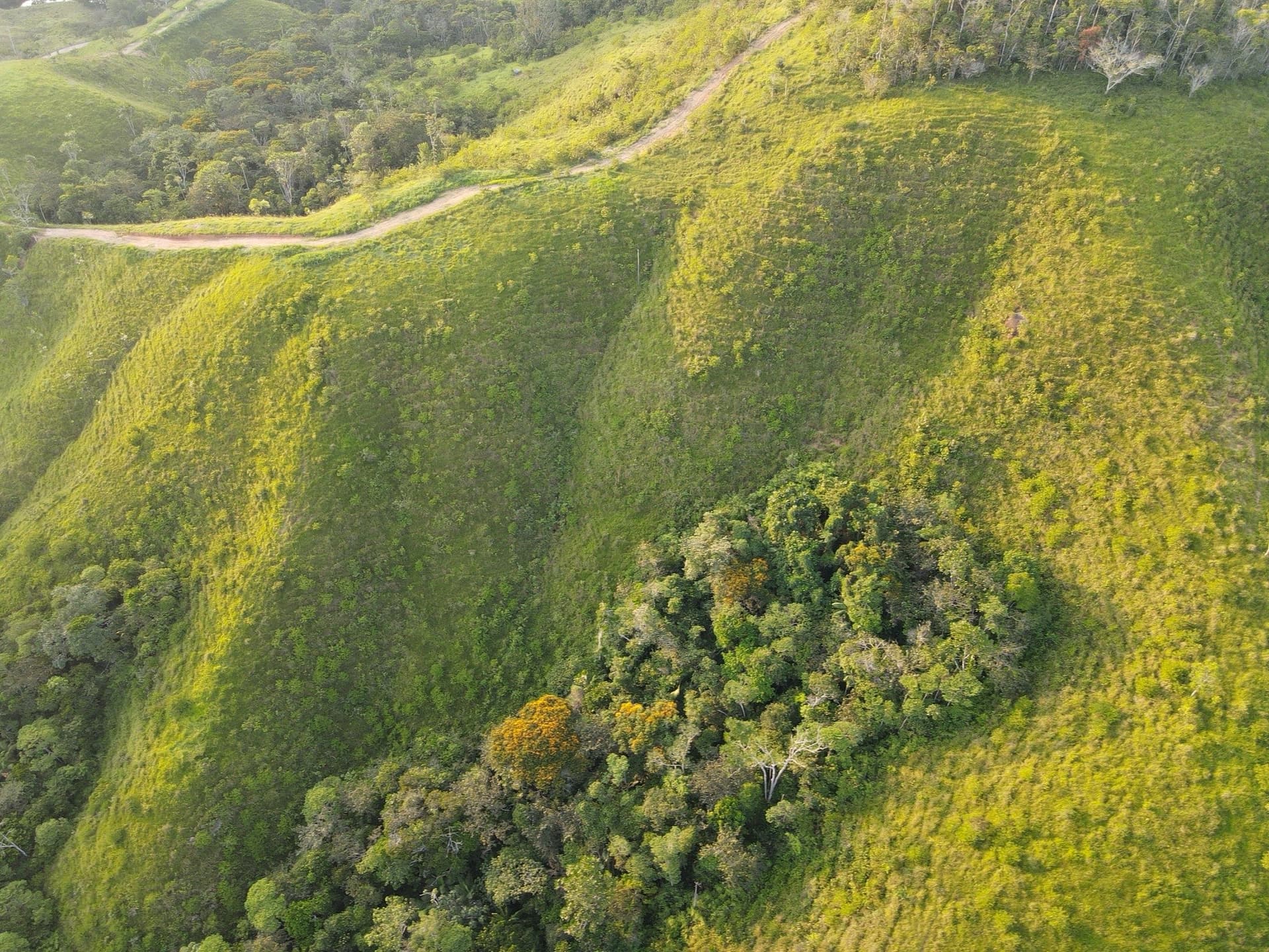 Vista aérea de potreros en ladera con una quebrada arbolada entre ellos