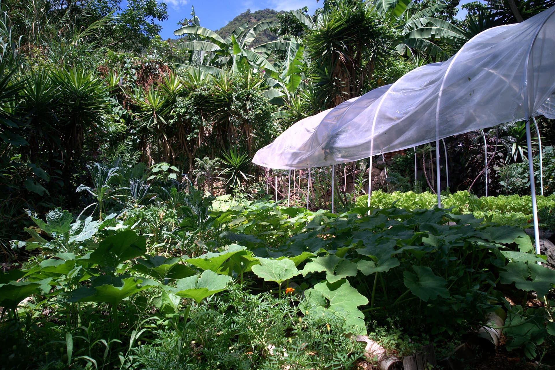 A mesh-covered greenhouse tunnel over production beds at Granja Tz’ikin