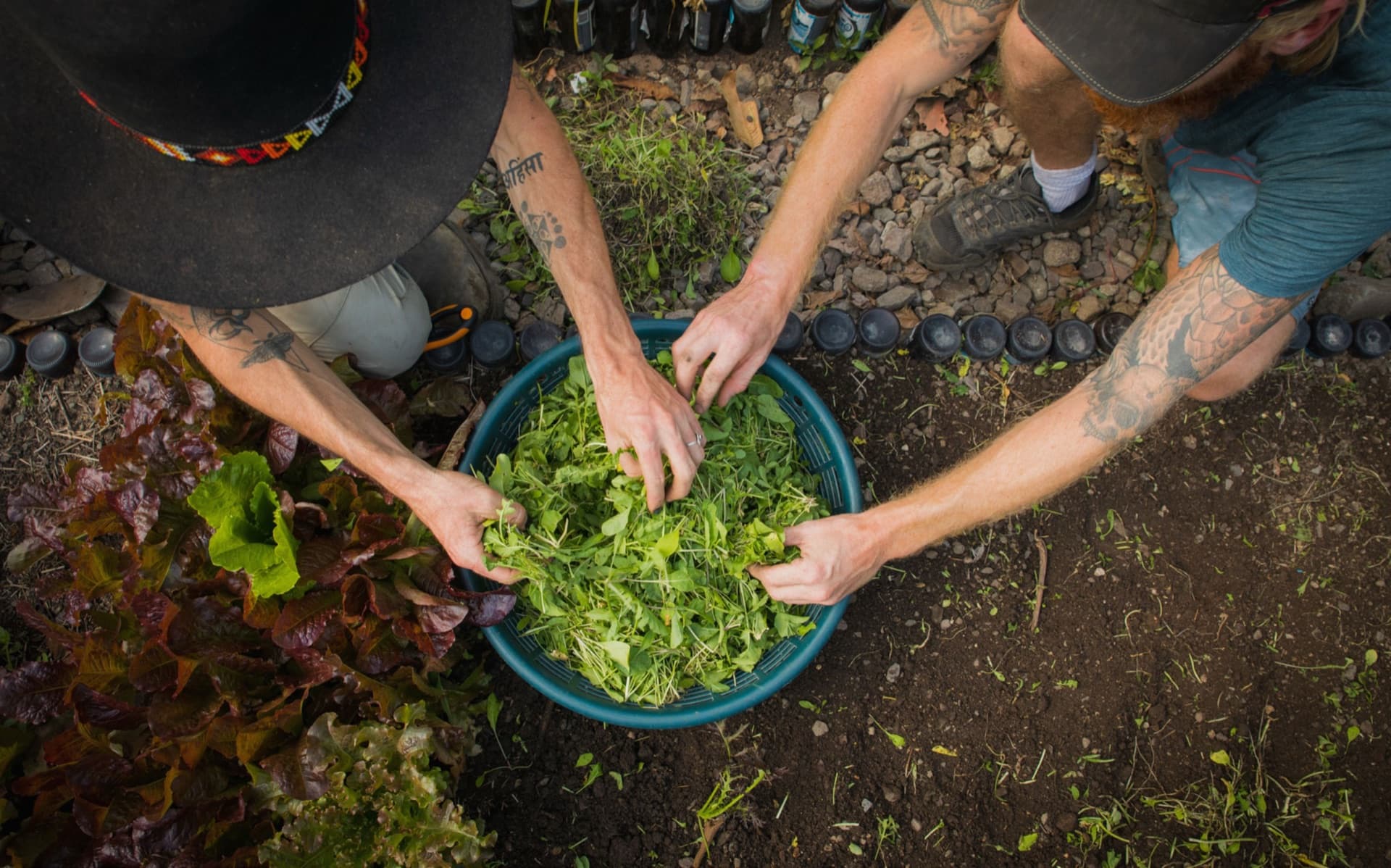 Hands harvesting arugula into a basin at Granja Tz’ikin