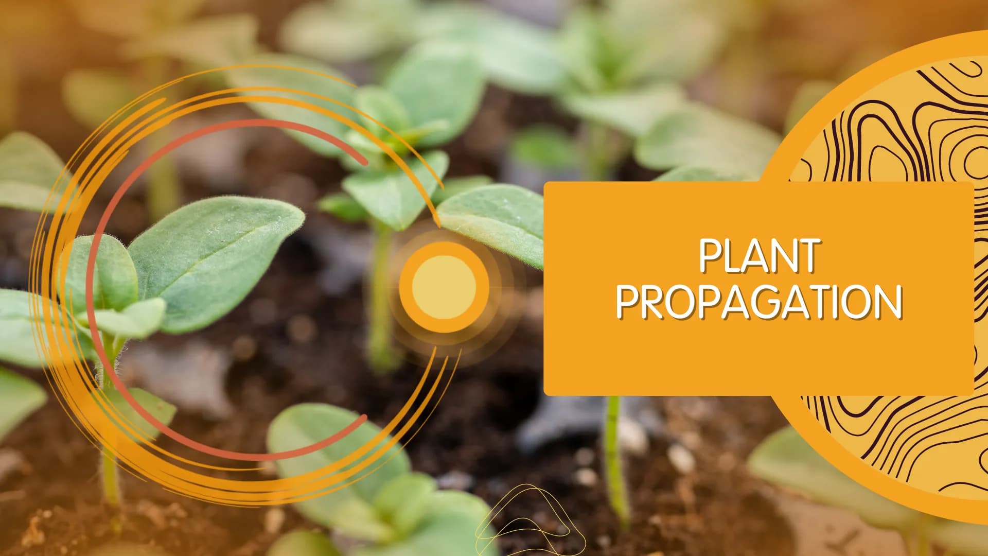 Plants in Permaculture