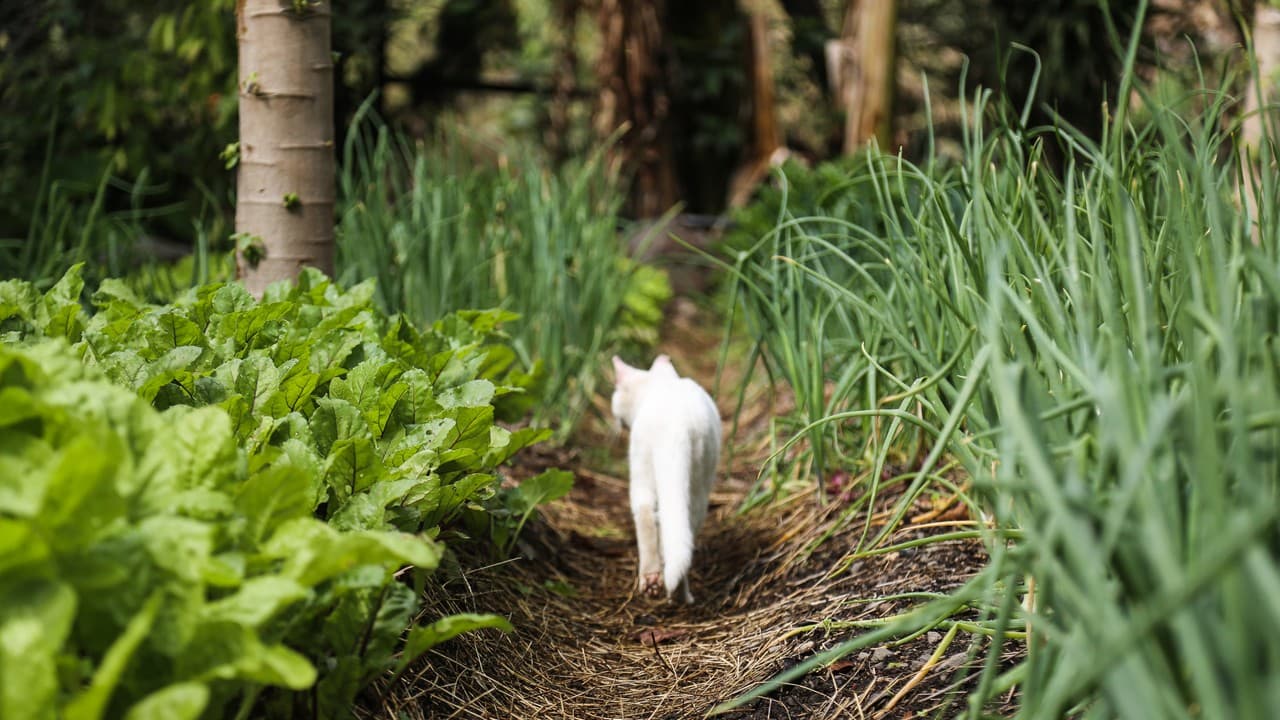 The farm cat on a mulched garden path between the beds