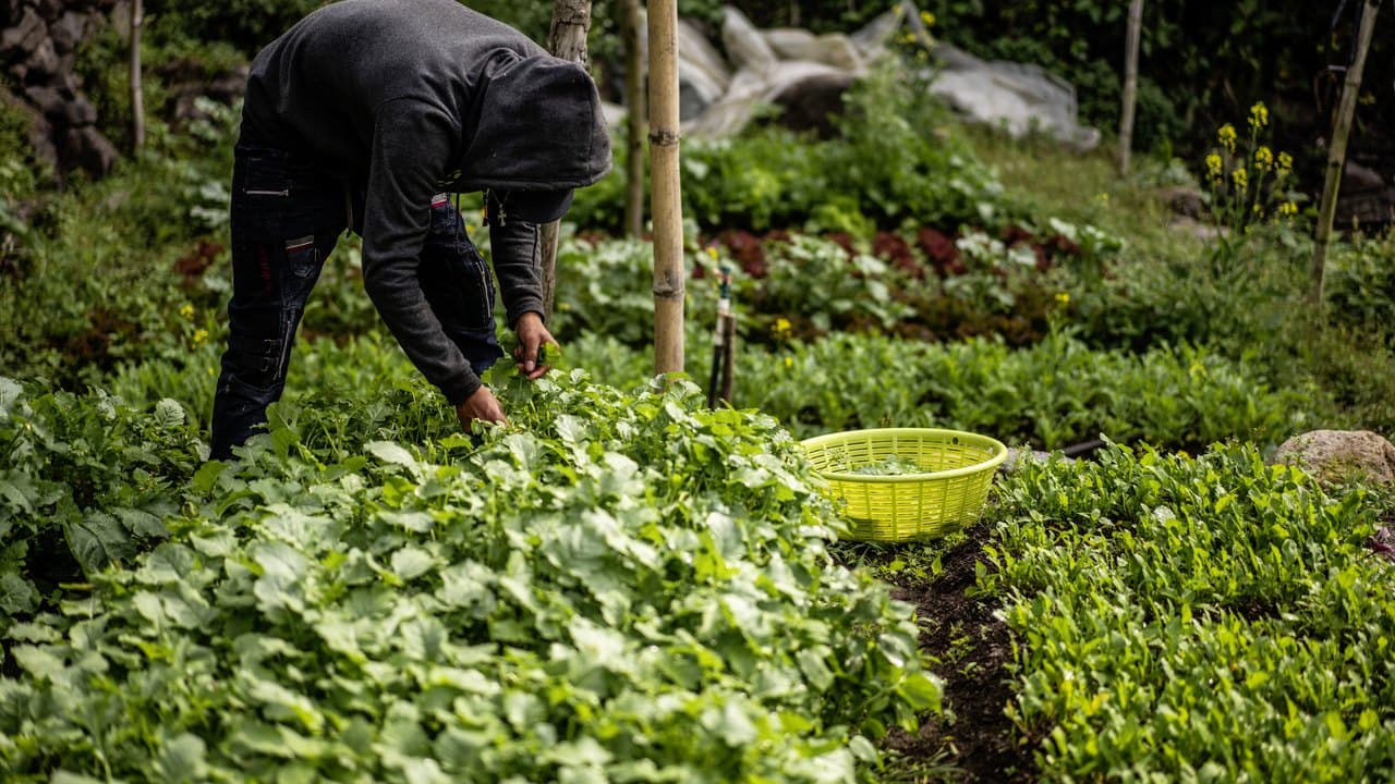Tending and weeding the market-garden beds