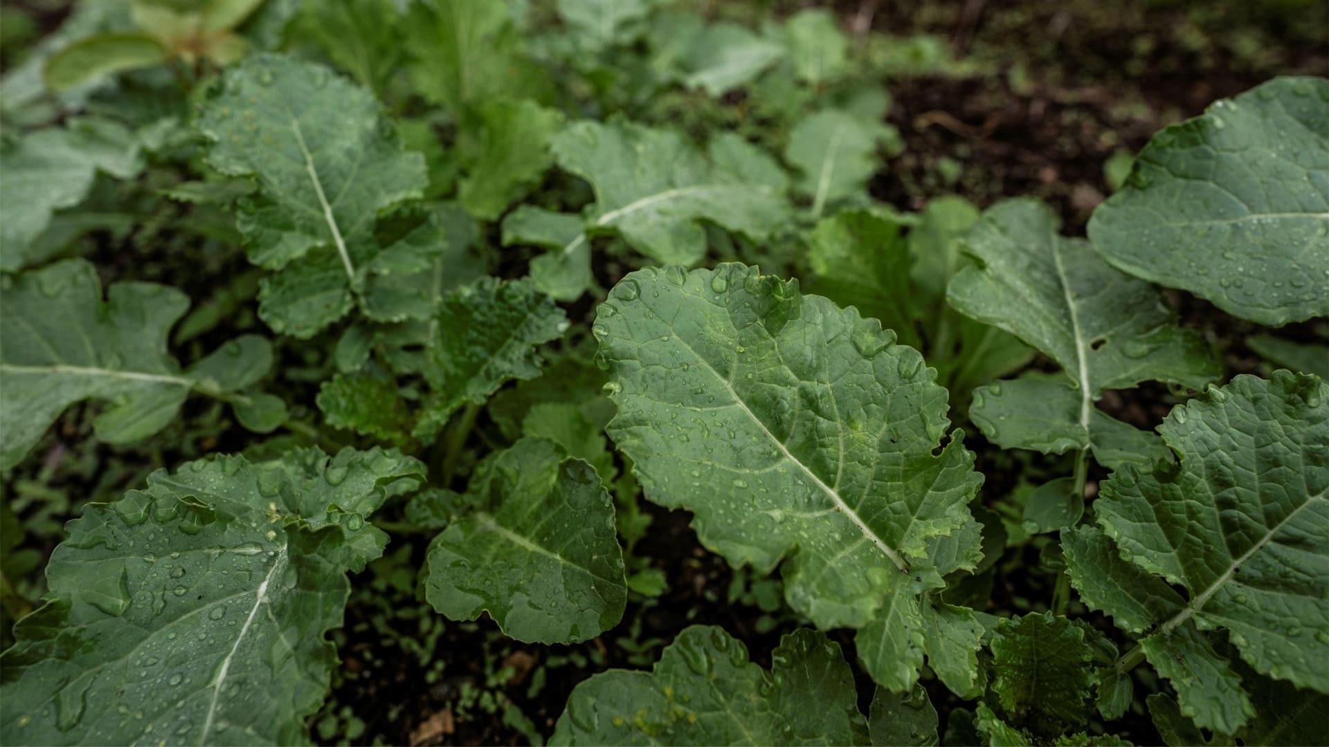 The regenerative landscape at Granja Tz’ikin
