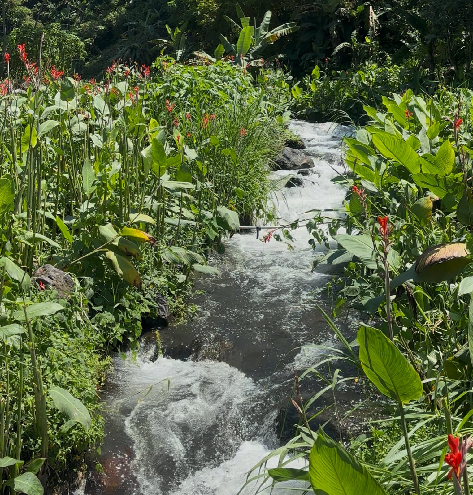 A fast stream running between banks of canna lilies and broad green leaves