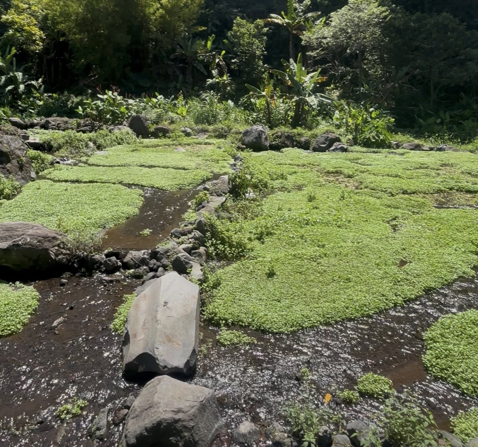 Shallow channels of watercress laid out across a streambed, divided by lines of stone