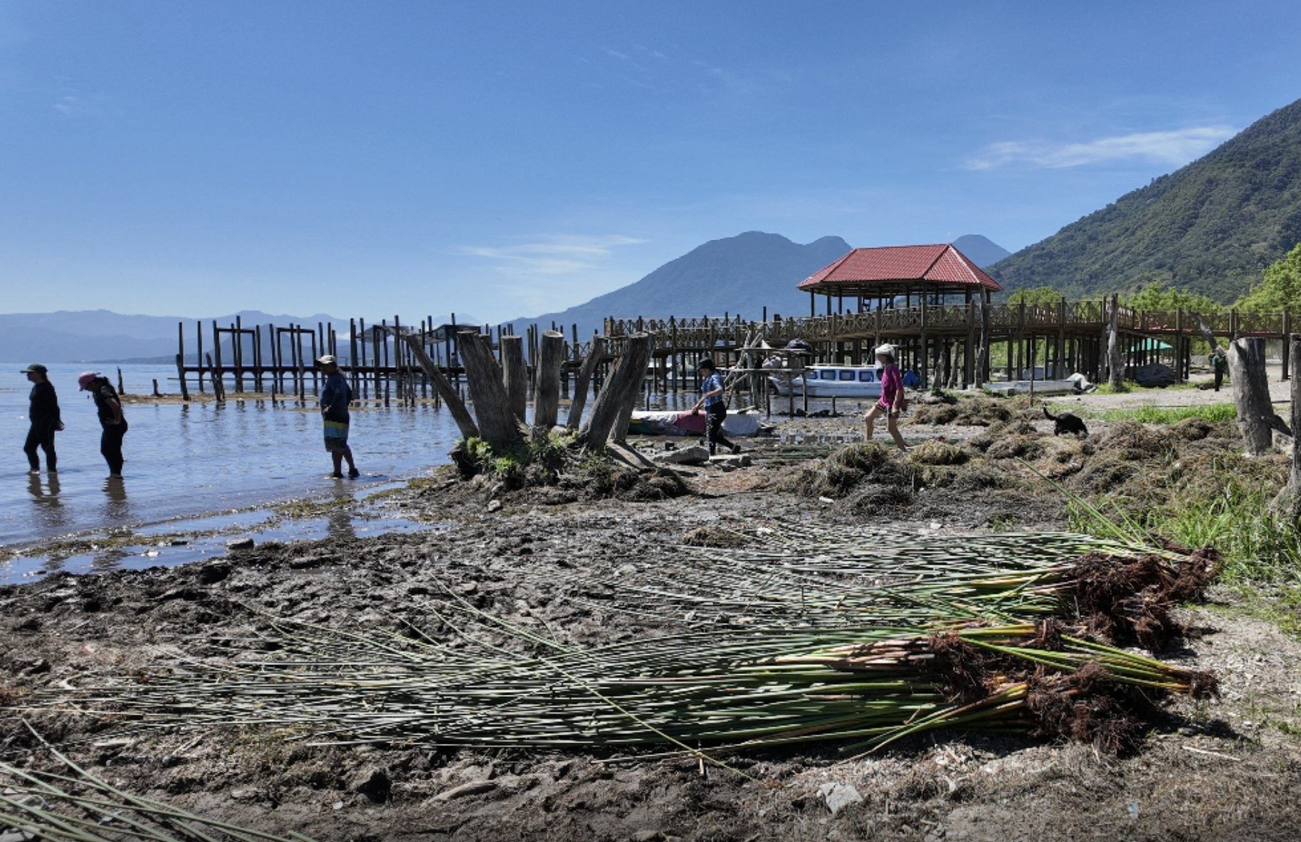 Volunteers and municipal workers clearing the San Pedro shoreline, with native reeds cut and waiting to be planted in the foreground